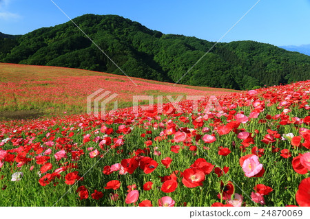Poppy field Poppy field 24870069