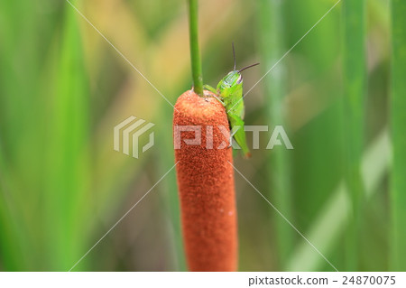 Gama and grasshopper 24870075