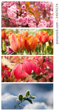 four seasons in the nature - collage 24870174