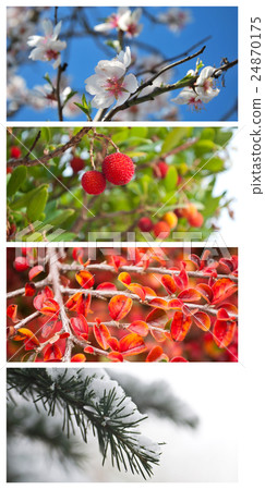 four seasons in the nature - collage 24870175