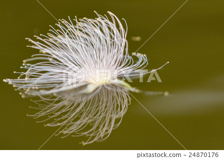 Sagaribana漂浮在河上 24870176