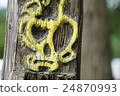 Skull tree 24870993