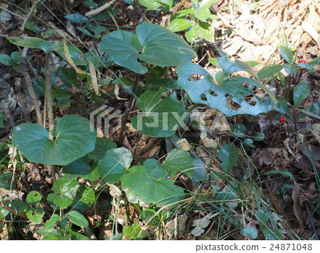 Takao野草園的Tsuwabuki在八王子市，東京 24871048