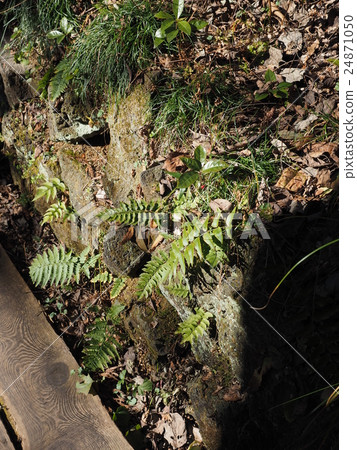 陽光照耀在東京八王子高雄山游牧花園的長廊和那裡生長的野草 24871050