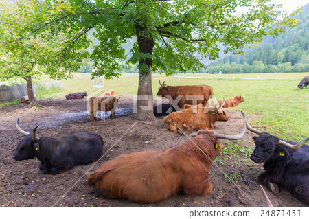 Heard of red haired Scottish highlander cows 24871451
