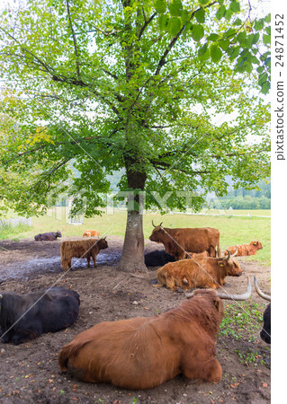 Heard of red haired Scottish highlander cows 24871452