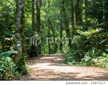 Walking trail in forest at Koh Kood Walking trail in forest at Koh Kood 24871517