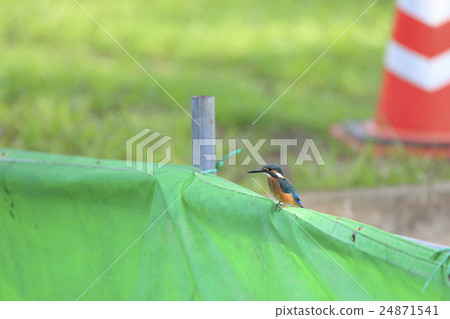 建築工地的翠鳥 建築工地的翠鳥 24871541