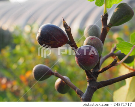 The ripened fruit of FIG. The ripened fruit of FIG. 24871717