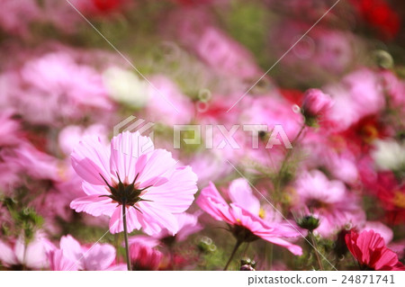 大波斯菊 大波斯菊 24871741