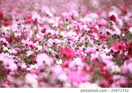 波斯菊花海 波斯菊花海 24871742