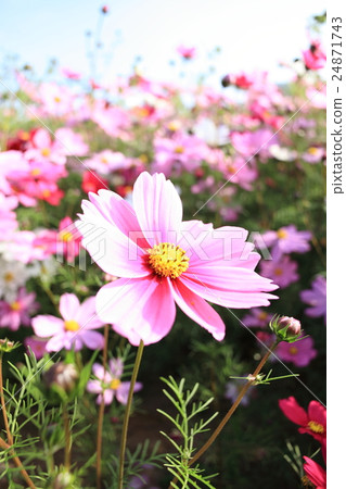 波斯菊 波斯菊 24871743