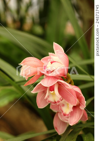 粉紅蝴蝶蘭 24871745