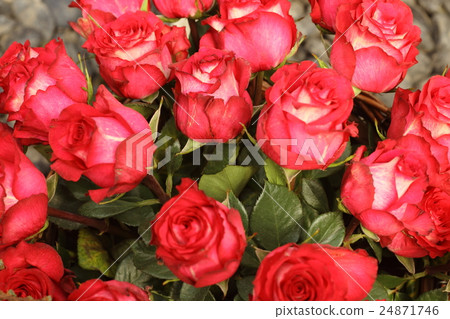 紅玫瑰 24871746