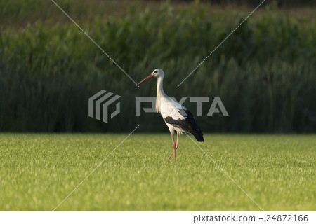 White Stork in a newly mowed meadow. 24872166