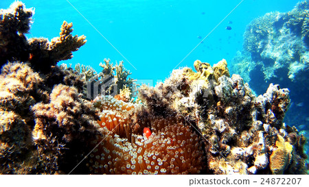 Awanami Beach underwater photography of Tokashikijima island of Okinawa Hamachiro manomi 24872207
