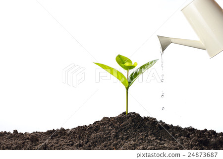Sprout watered from a watering can isolated  24873687