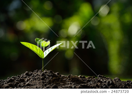 Young plant in the morning light on nature  24873720