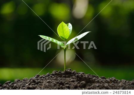 Young plant in the morning light on nature  24873814