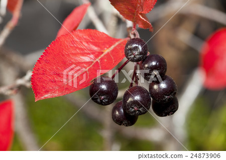 Black chokeberry (Aronia melanocarpa) 24873906