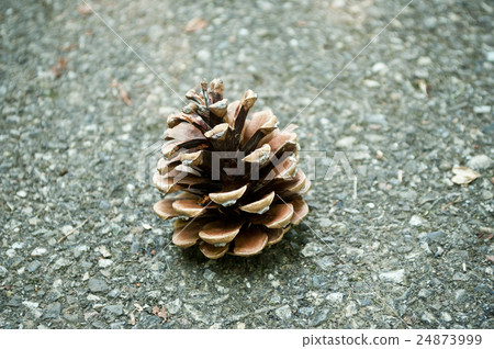 closeup of Pine cone on the road 24873999