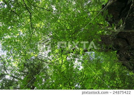 Deep woods Deep woods 24875422