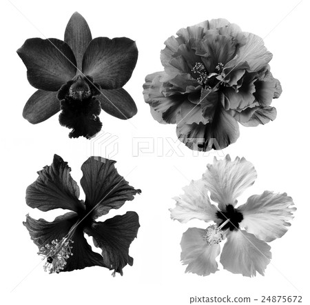 black and white flower isolated black and white flower isolated 24875672