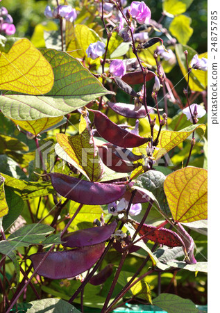 Plant: Fuji Bean legume 24875785