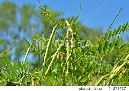 植物：克拉拉豆科植物 24875787