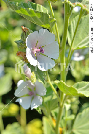 植物：天鵝絨aoi家族 24875820