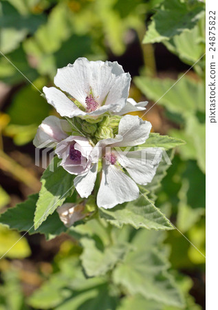 植物：天鵝絨aoi家族 24875822