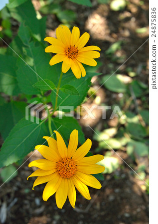 植物：菊菊堂木菊家庭 24875836