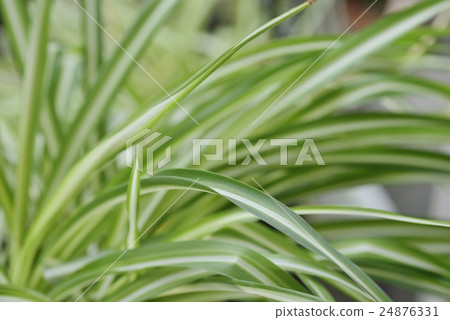 Orizururan Orizururan 24876331