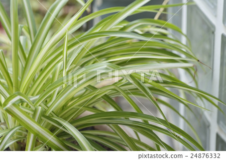 Orizururan Orizururan 24876332