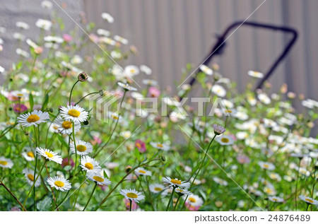 Seaside Daisies growing over lawnmower in garden Seaside Daisies growing over lawnmower in garden 24876489