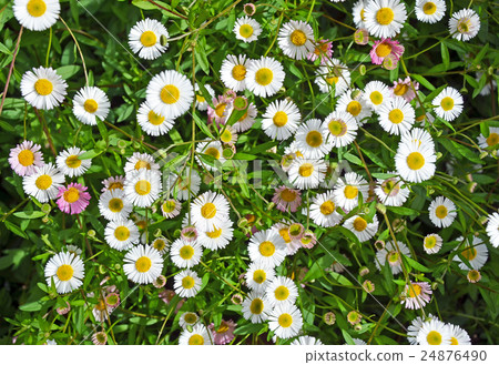 Seaside daisies in a spring garden Seaside daisies in a spring garden 24876490