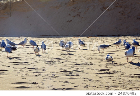 Flock of seagulls and their footprints on beach 24876492