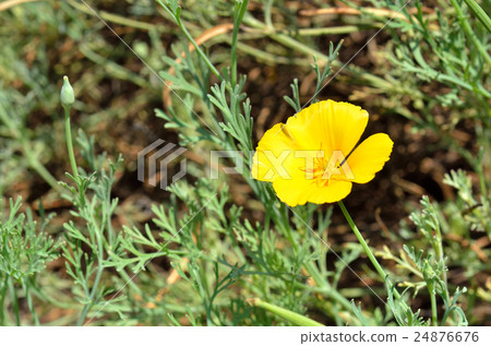 Plants: Hanabi Shiraseu Poppy Plants: Hanabi Shiraseu Poppy 24876676