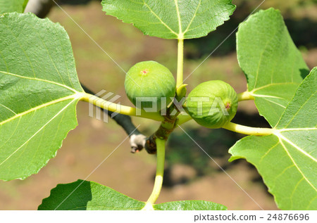 Tree: Familaceae family 24876696