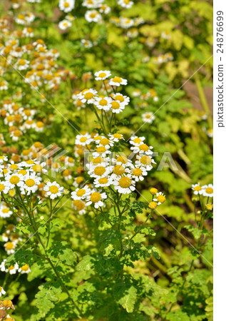 Plant: Forsytid aphididae 24876699