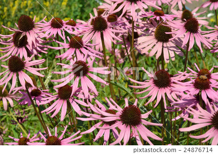 Plant: Murasaki Barengik (Ekinakare) Asteraceae 24876714