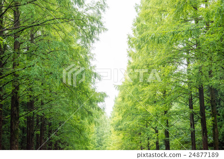 Metasequoia's tree-lined avenue 24877189