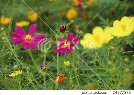 Cosmos Cosmos 24877576