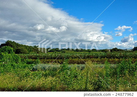 Meanuma paddy: in summer sky Katayanagi Meanuma paddy: in summer sky Katayanagi 24877962