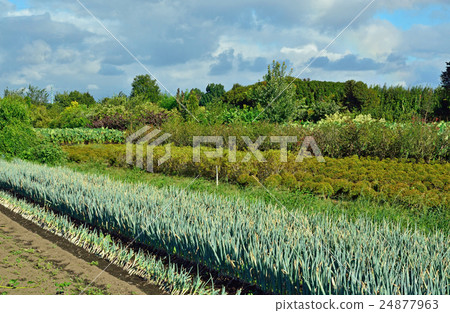 Meanuma paddy field: in farmland Katayanagi Meanuma paddy field: in farmland Katayanagi 24877963