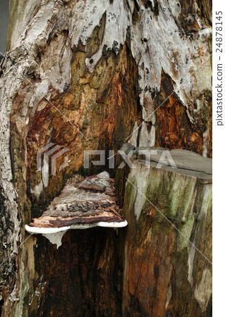 From the side of stalks and stumps 24878145