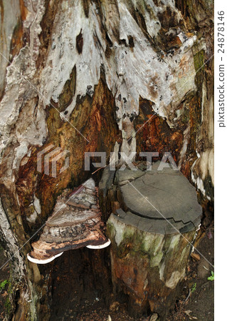 From Sarunokoshikake and stumps 24878146