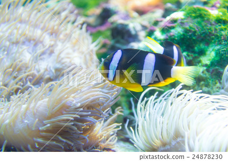 anemone fish, anemonefish, clown anemonefish 24878230