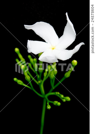 White flower Murraya paniculata or Jessamine 24878604