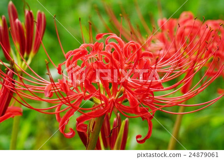 Cluster amaryllis 24879061
